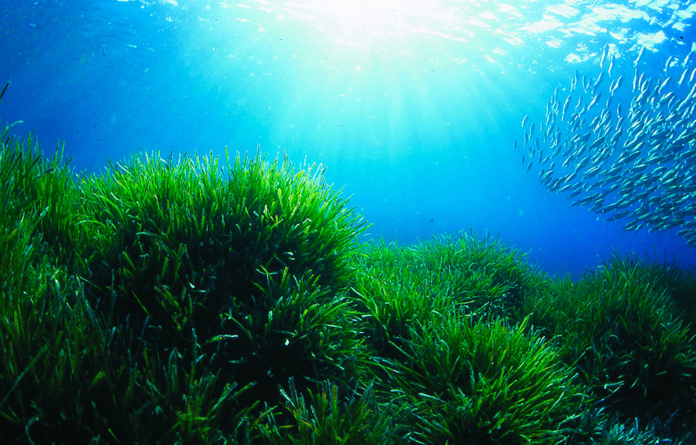 P. oceanica meadows in the Marine Protected Area