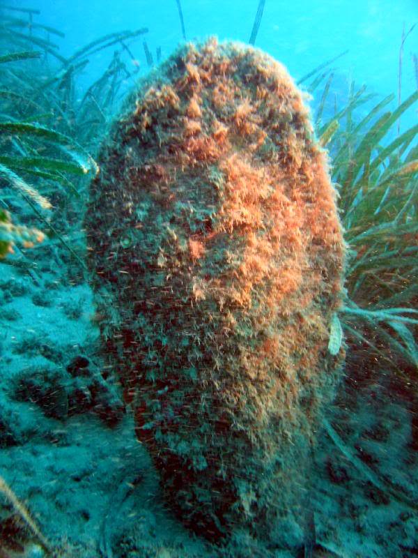 Pinna nobilis