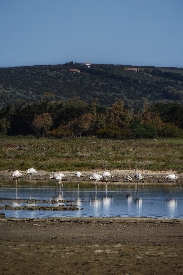 Fenicotteri rosa in sosta nella laguna di Mistras