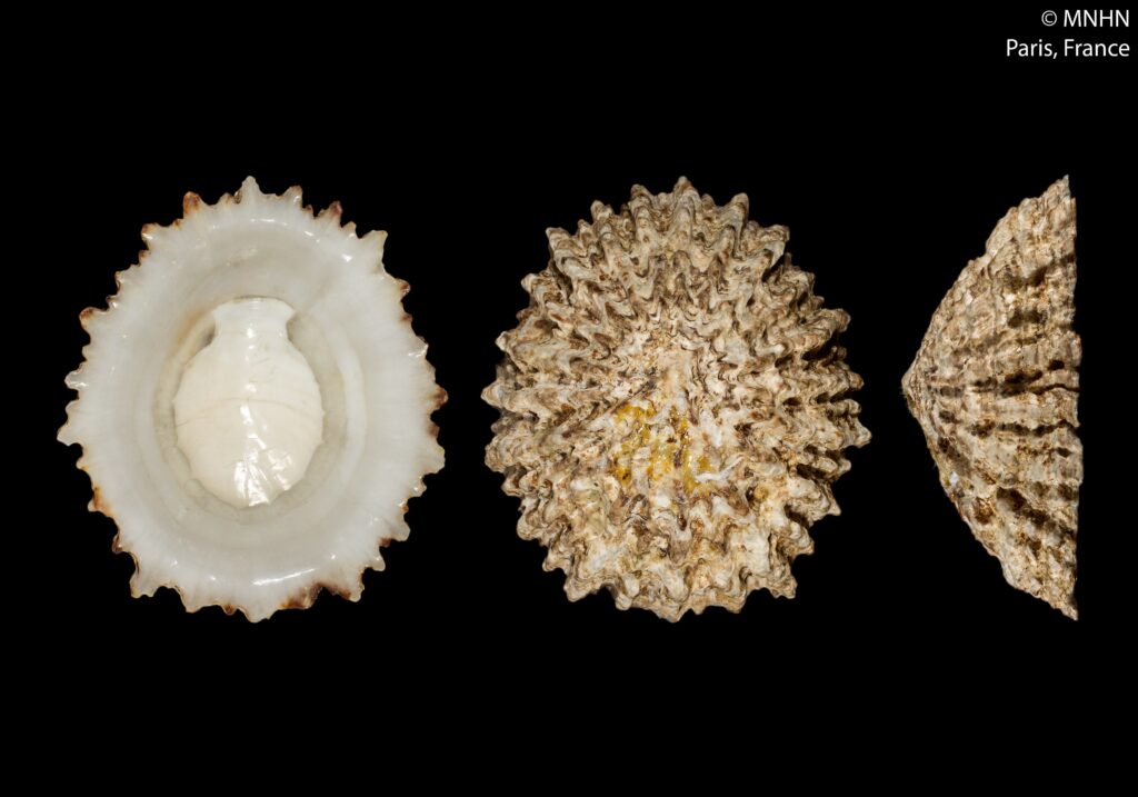 Patella ferruginea