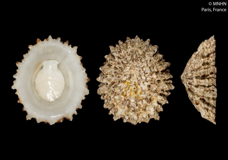 Patella ferruginea