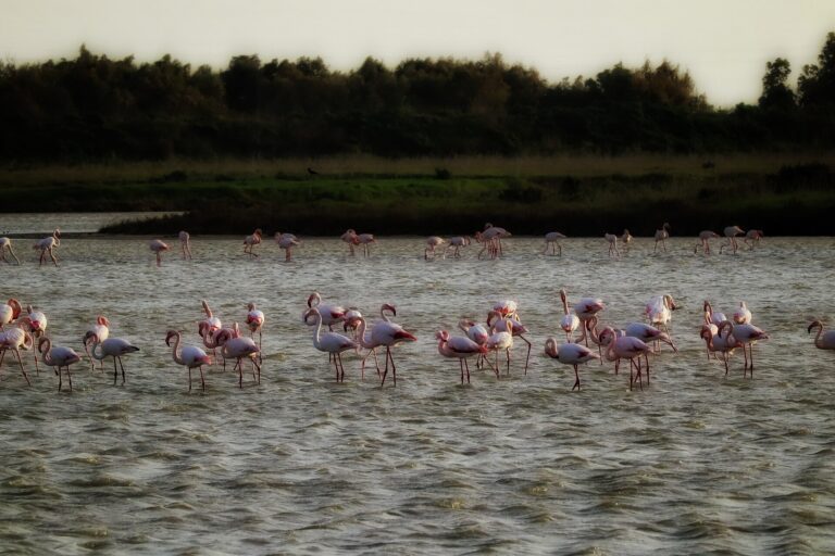Fenicotteri rosa nelle acque basse della laguna di Mistras